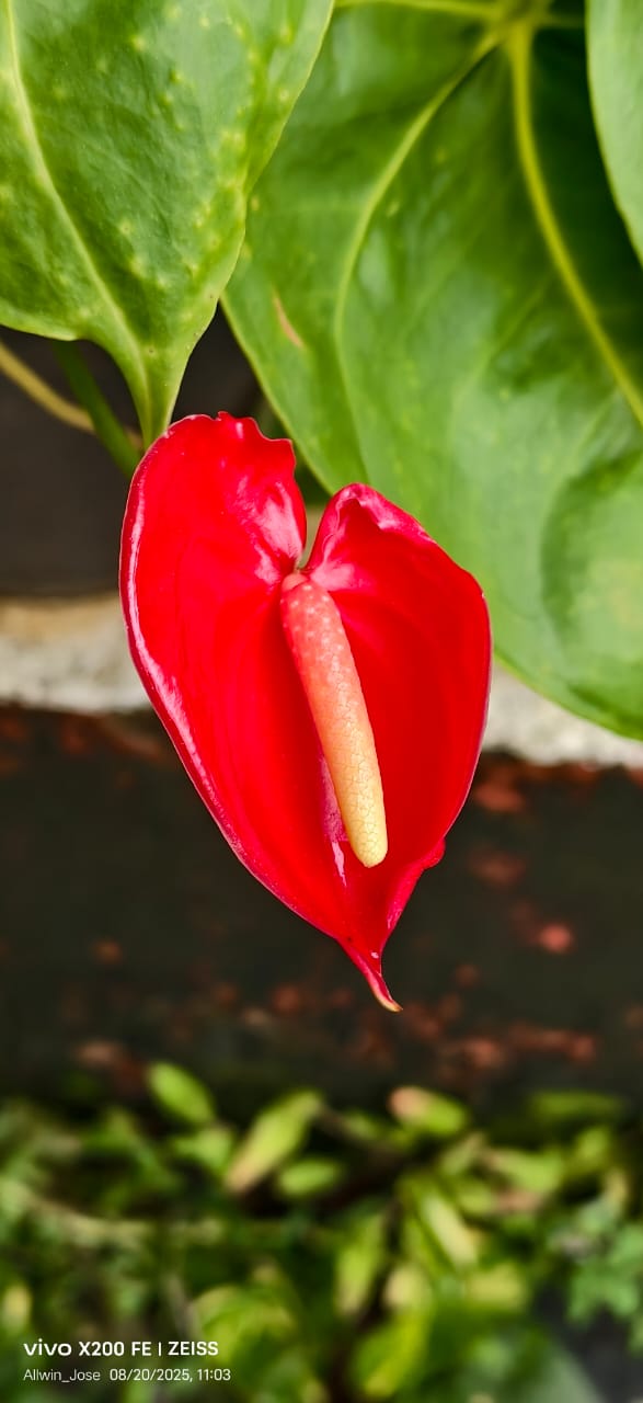 Image2